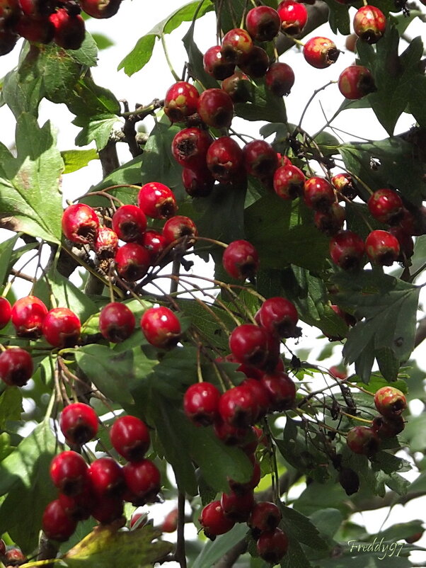 Боярышник - Freddy 97