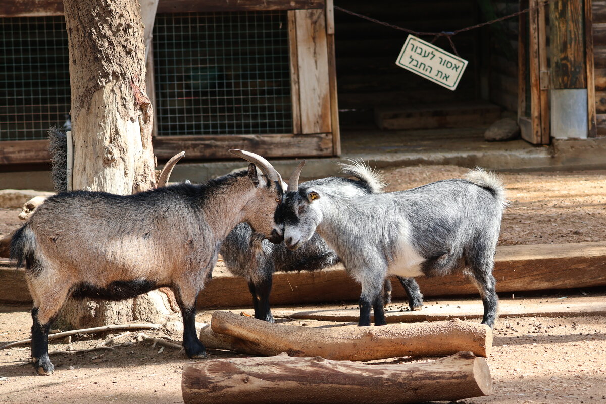 Козлы - Аркадий Басович Козлы - Аркадий Басович