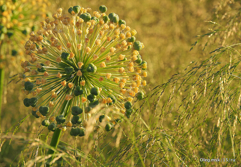 у природы свои законы - Олег Лукьянов