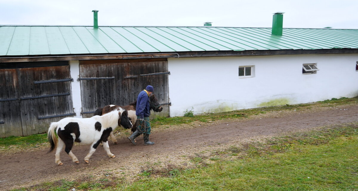 А пони тоже кони... - Alex 711402