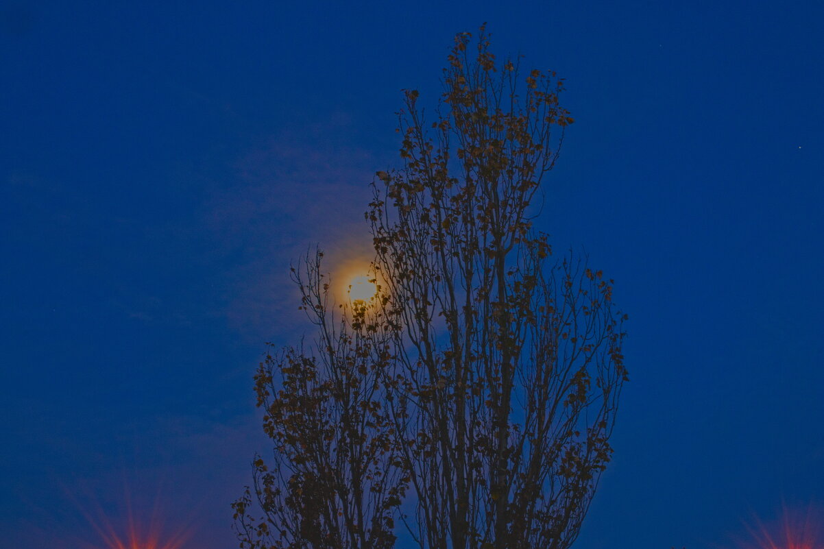Луна застряла в ветках... - Giant Tao /