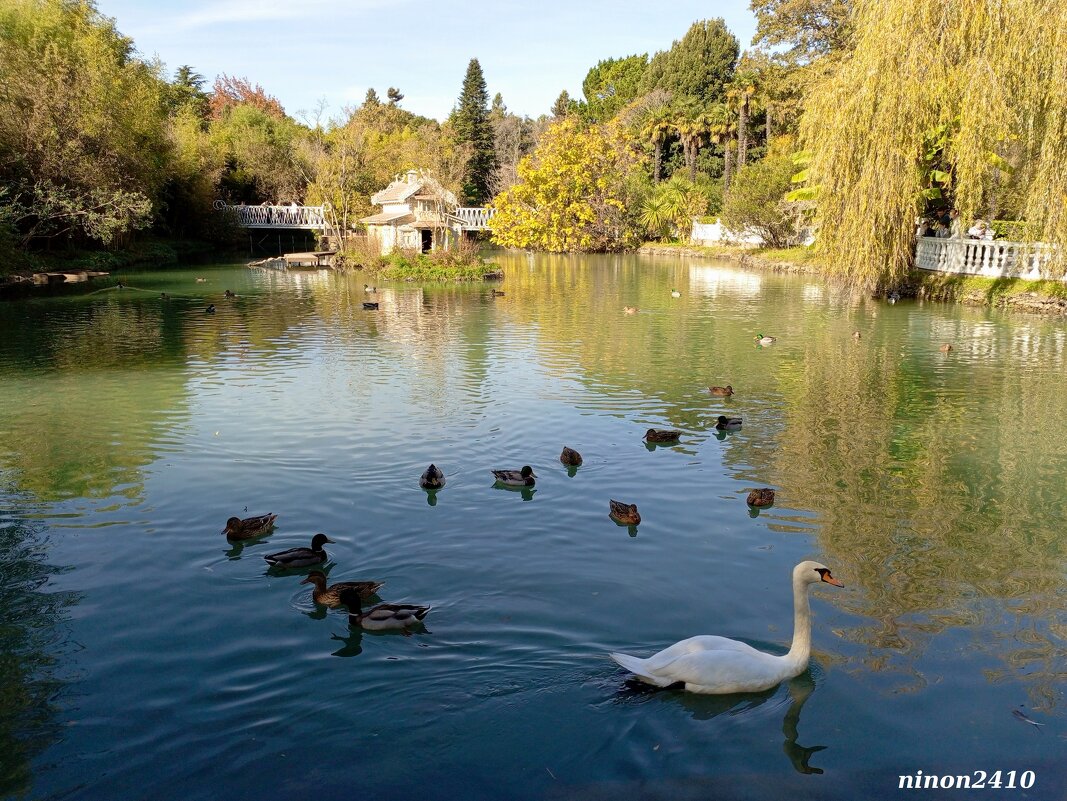 Адлер. Дендропарк "Южные культуры" - Нина Бутко