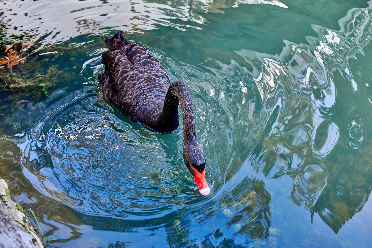 Чёрный лебедь - Александр Леонов