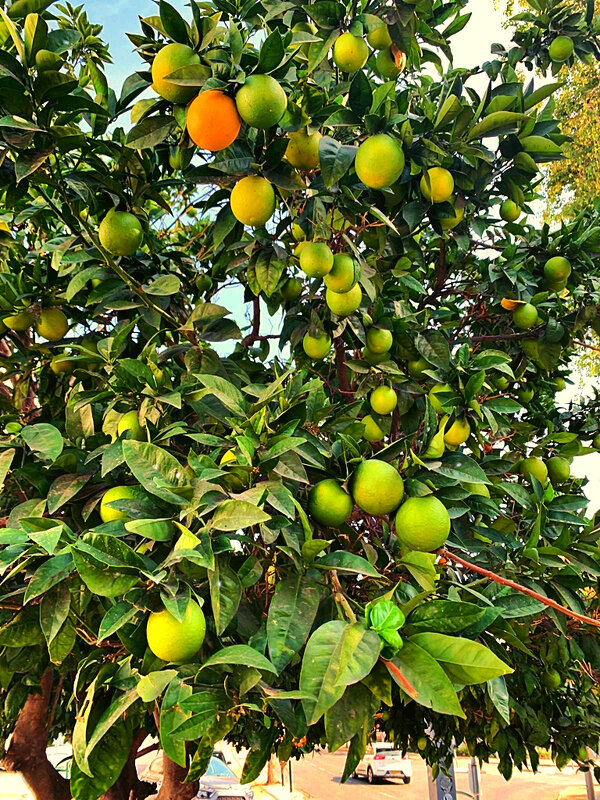 АПЕЛЬСИНЫ   СОЗРЕВАЮТ - Анатолий Малобродский