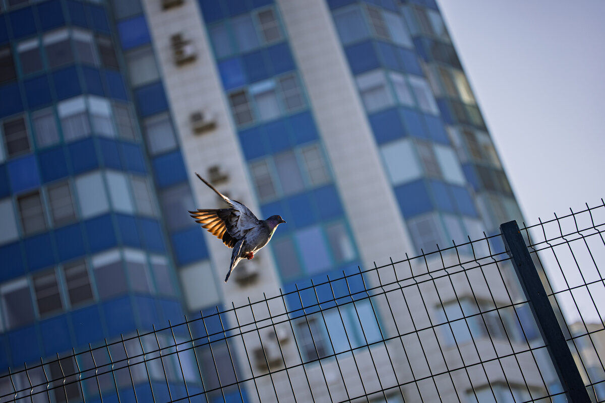 в полете - Ольга Косачова в полете - Ольга Косачова