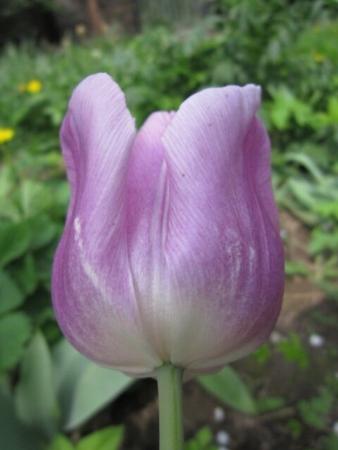 Нежно-розовый тюльпан - Дмитрий Никитин