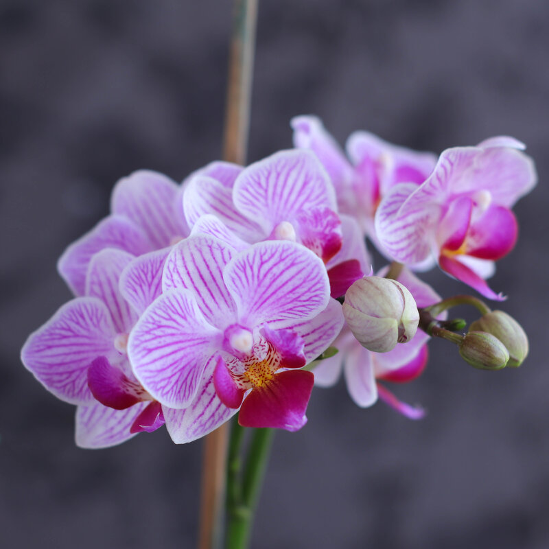 Моя коллекция орхидей - Irene Irene