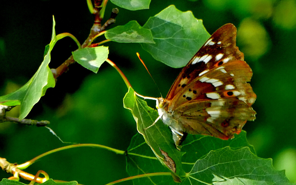 опять про бабочек...137 - Александр Прокудин
