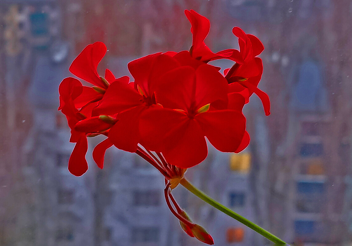 На окошке моём! - Валентина Нефёдова На окошке моём! - Валентина Нефёдова