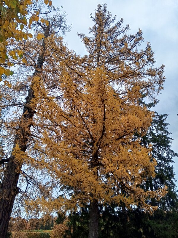 Осень - Сапсан 