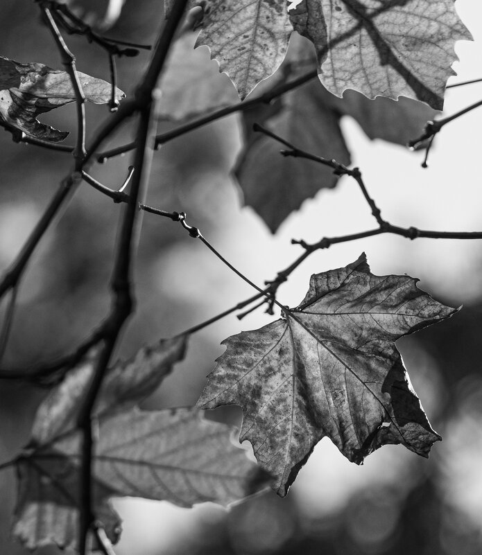 "У природы нет плохой погоды..." - Светлана Тихонина