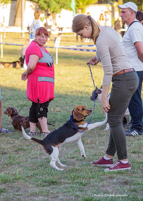 Бигль - Светлана Ищенко
