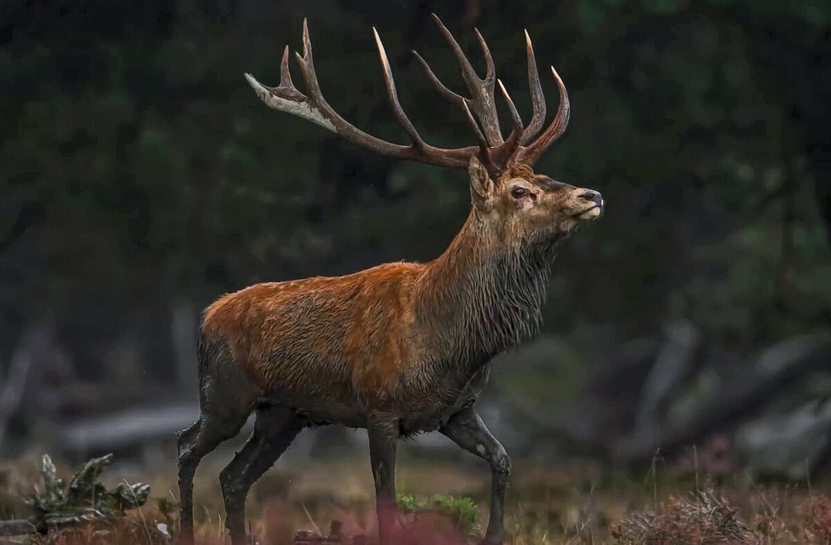 Алтайский марал - Aleksey Afonin
