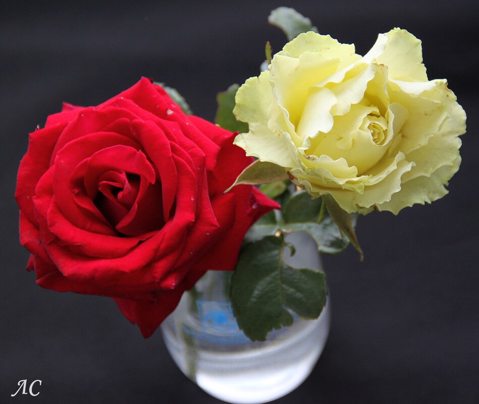 *** - Любовь Сахарова