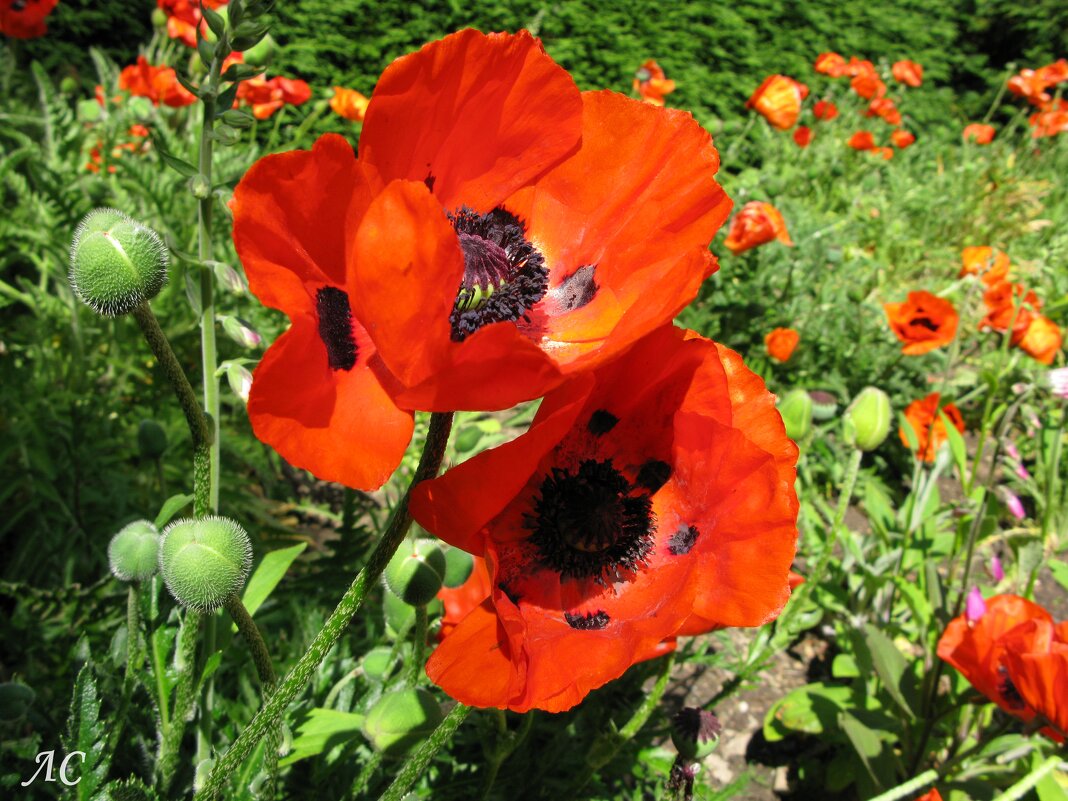 Восточный мак - Любовь Сахарова