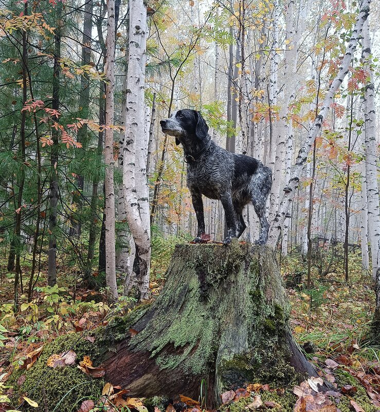 Девочка на... пне. - Ирина * Девочка на... пне. - Ирина *
