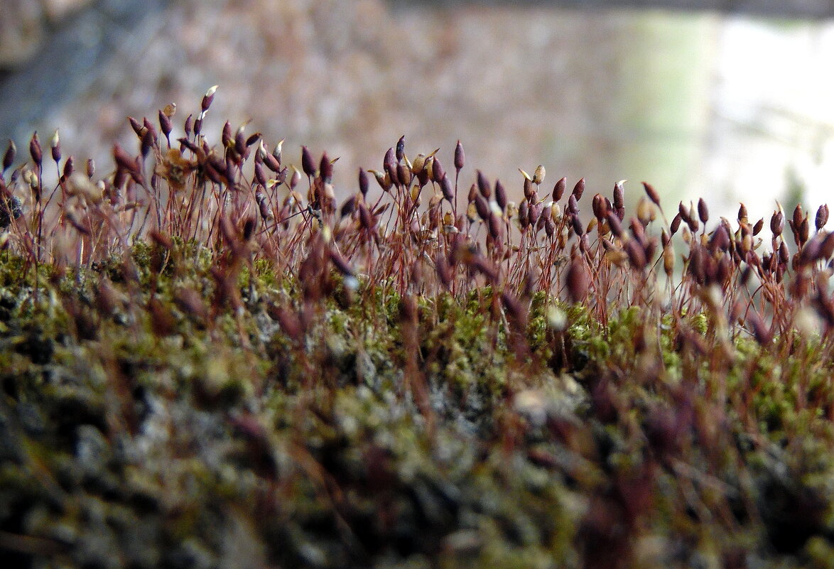 Кукушкин лён. - nadyasilyuk Вознюк