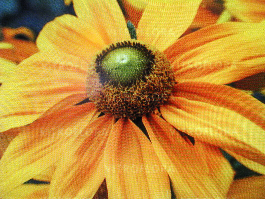 Зеленоглазая красавица - Людмила Смородинская Зеленоглазая красавица - Людмила Смородинская