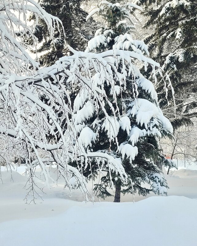 Припорошило ёлочку - Галина Нестратова Припорошило ёлочку - Галина Нестратова
