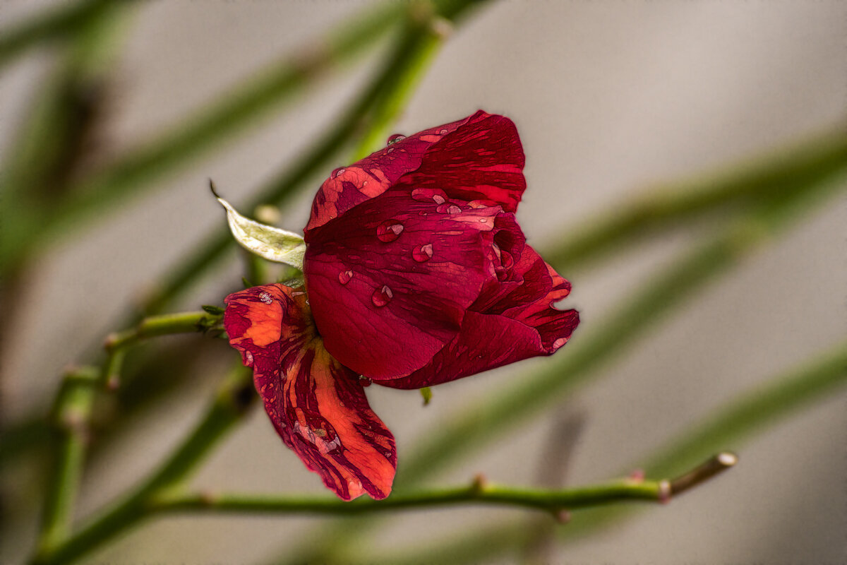 Красная роза - Игорь Сикорский