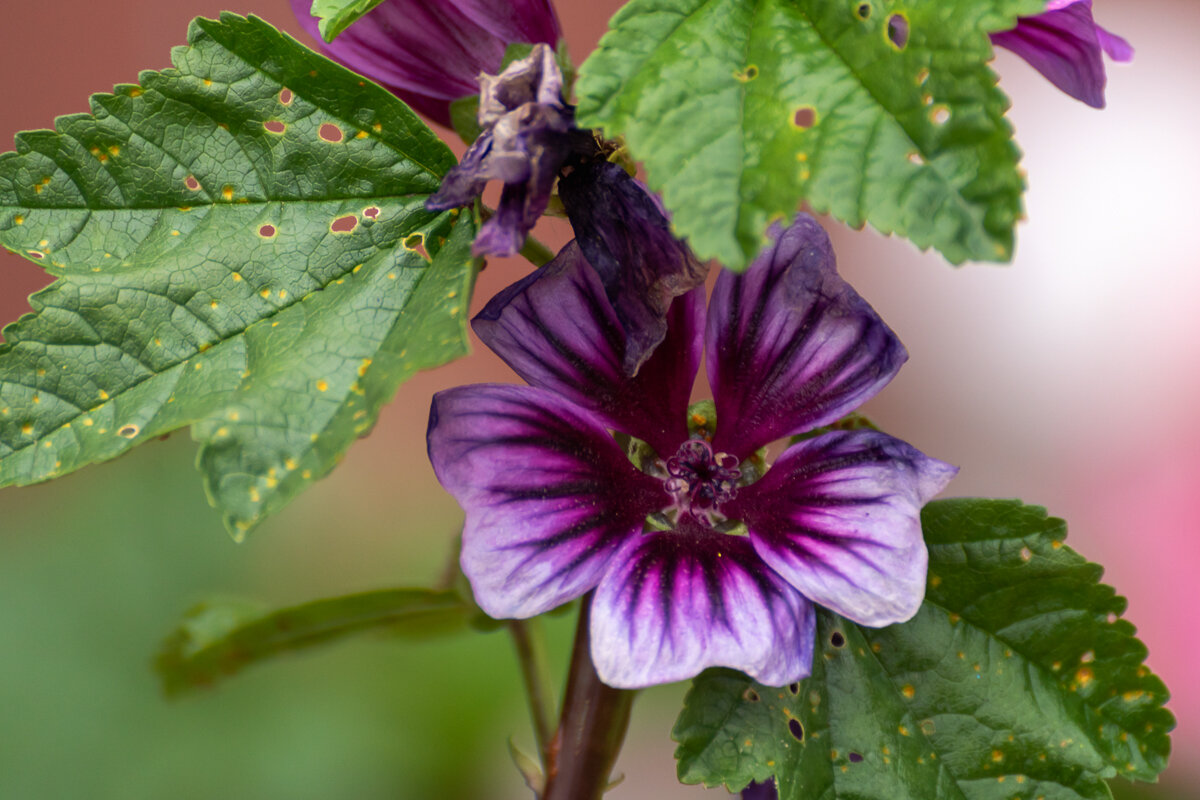 Просвирник лесной / Мальвы - Игорь Сикорский