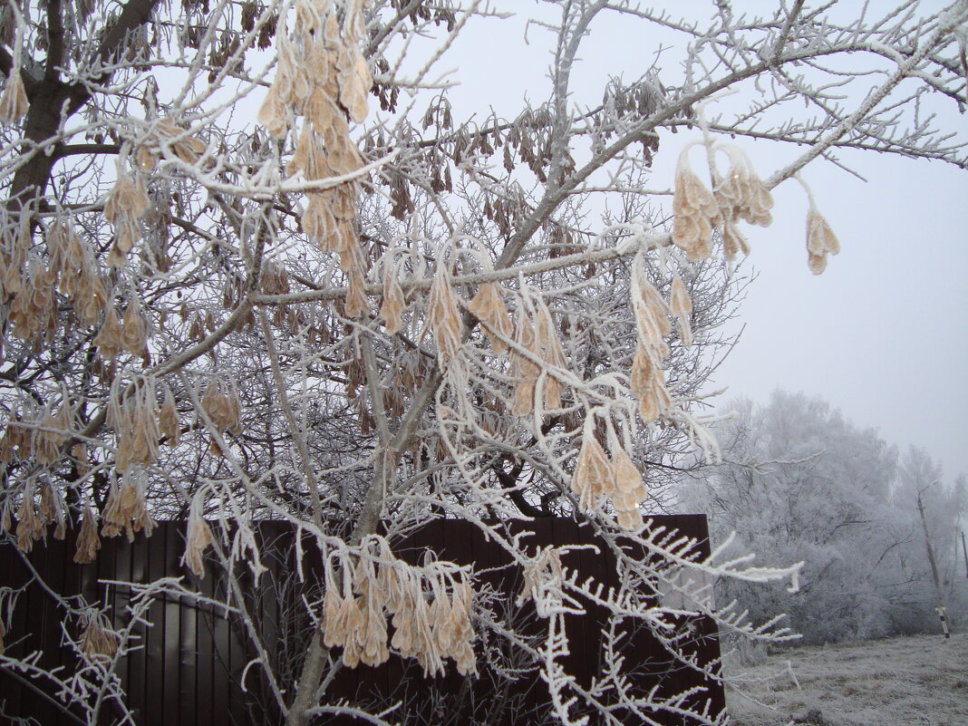 у старого забора... - Галина Флора у старого забора... - Галина Флора