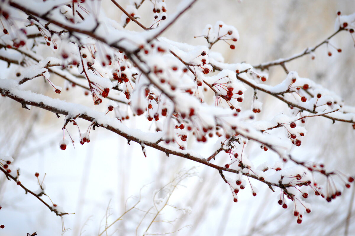 Яблочки) - Татьяна Лютаева Яблочки) - Татьяна Лютаева