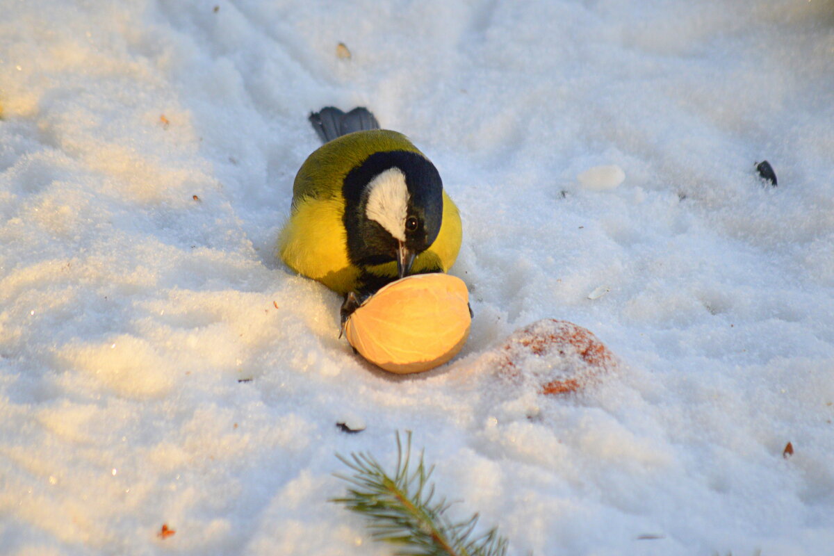 Лакомство для синички - Татьяна Лютаева Лакомство для синички - Татьяна Лютаева