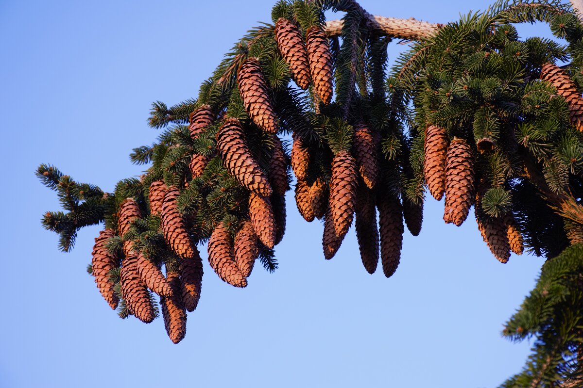 Новогодние шишки 2 - Юрий Полторыхин.