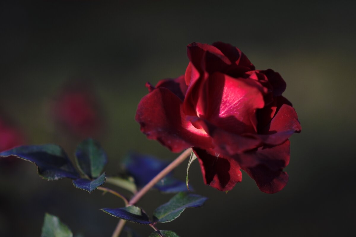 Роза - Юрий Полторыхин.