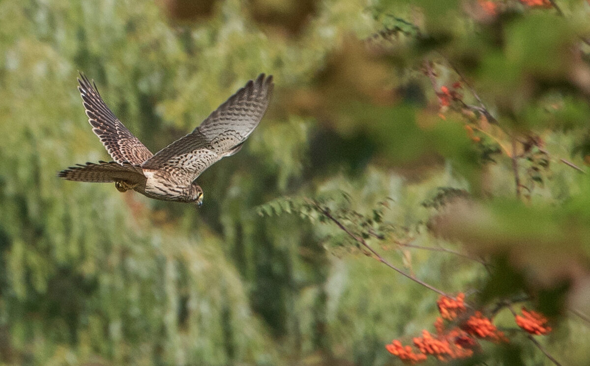 Пустельга охотится. - Владимир Безбородов