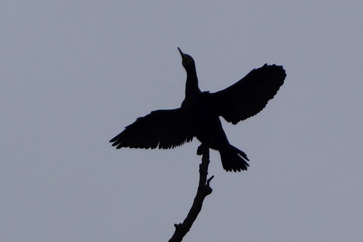 Магия монохрома - Рита Симонова