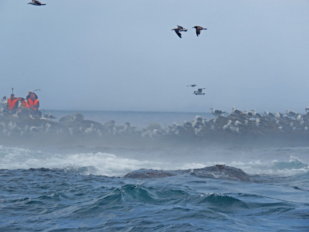 птичий остров у подножия маяка Анива - ИРЭН@ . птичий остров у подножия маяка Анива - ИРЭН@ .