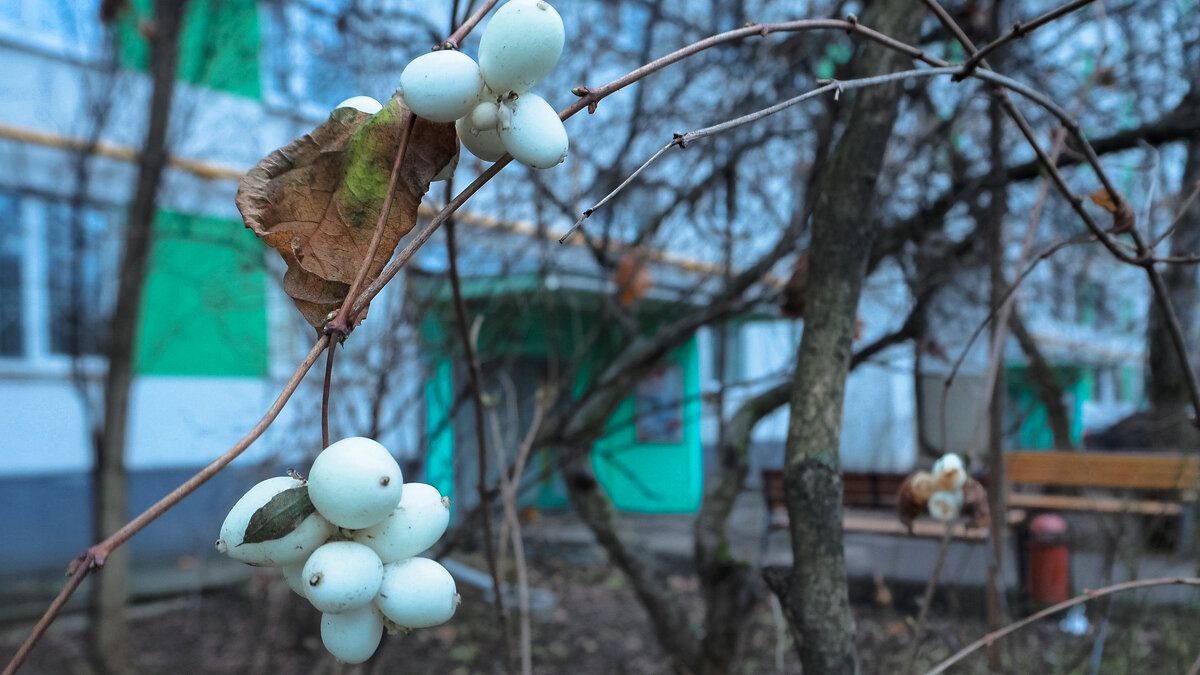 Природа в Городе - юрий поляков