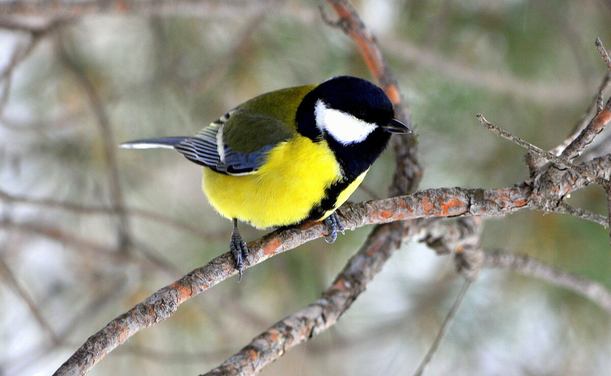 Вот и зима...... - Анатолий Анищик Вот и зима...... - Анатолий Анищик