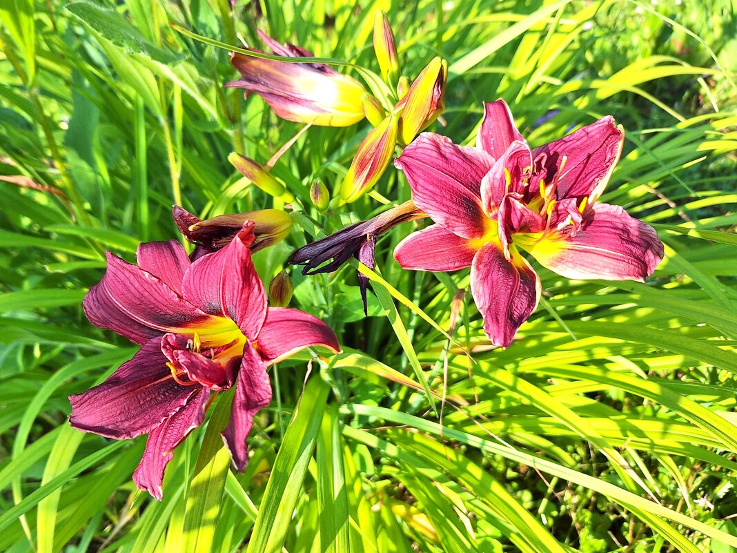 Лилейник - Наталья 