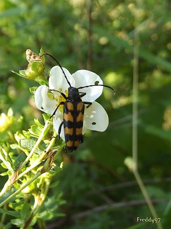 Дровосек - Freddy 97