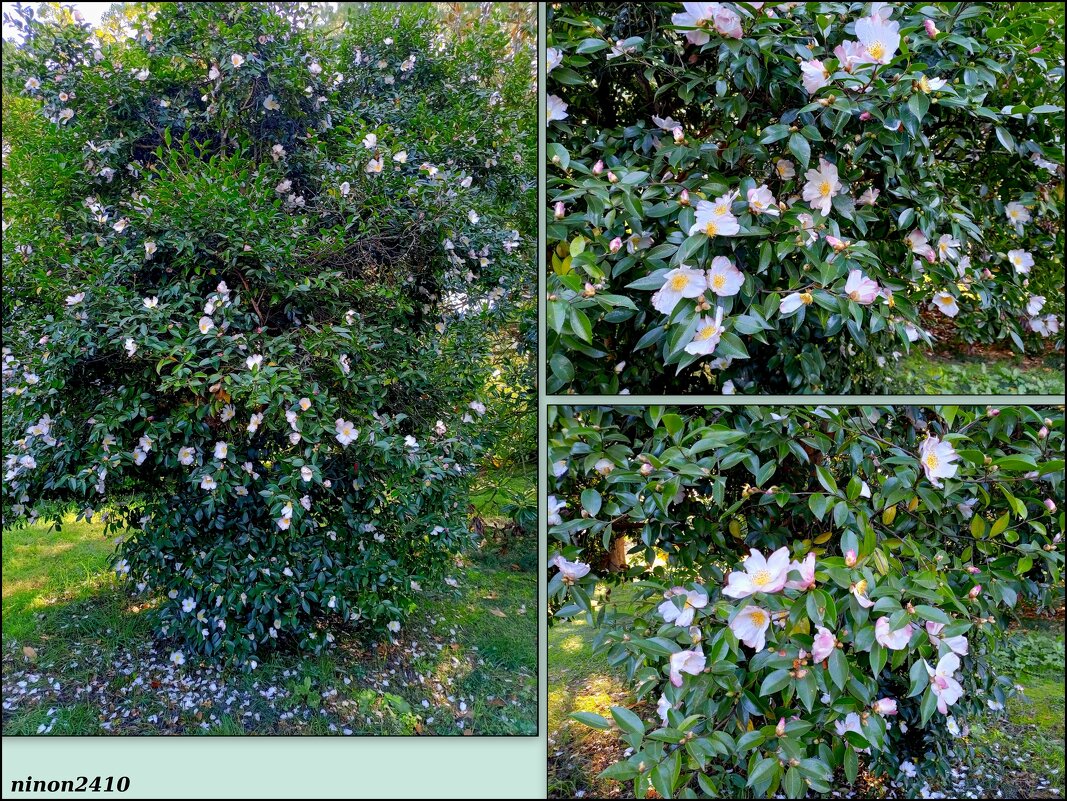 Адлер. Дендропарк "Южные культуры" - Нина Бутко