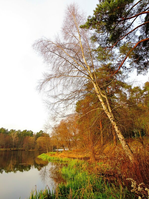 Берёза у озера - Андрей Снегерёв