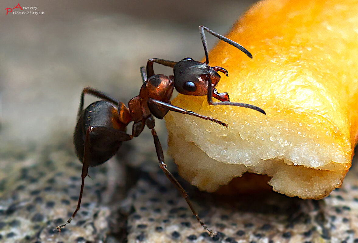 Муравейка - Андрей Пристяжнюк Муравейка - Андрей Пристяжнюк