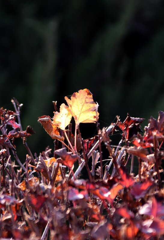 *** - Павленко Михаил 