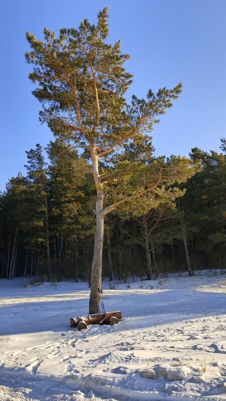Сосёнка на семи ветрах  в декабре . - Мила Бовкун