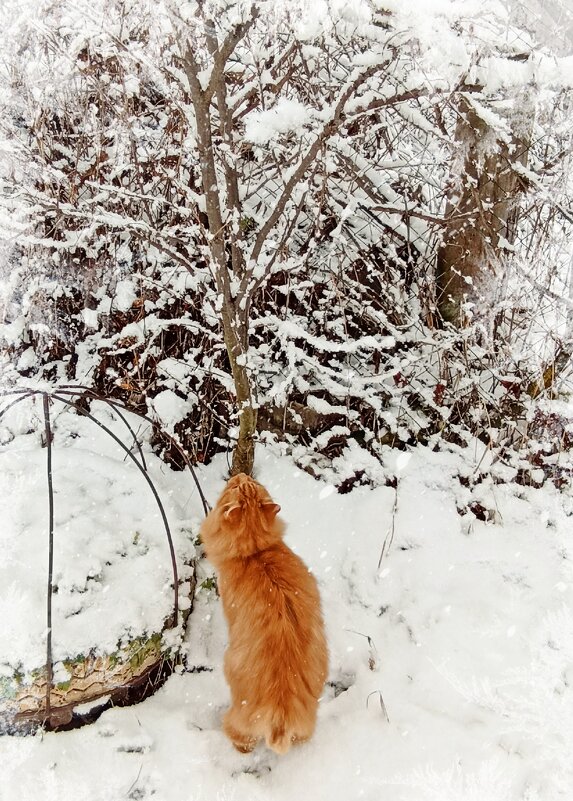 Кот Семён - Светлана Кузнецова