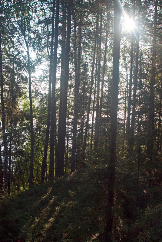 Солнце поднялось. - ВикТор Быстров Солнце поднялось. - ВикТор Быстров