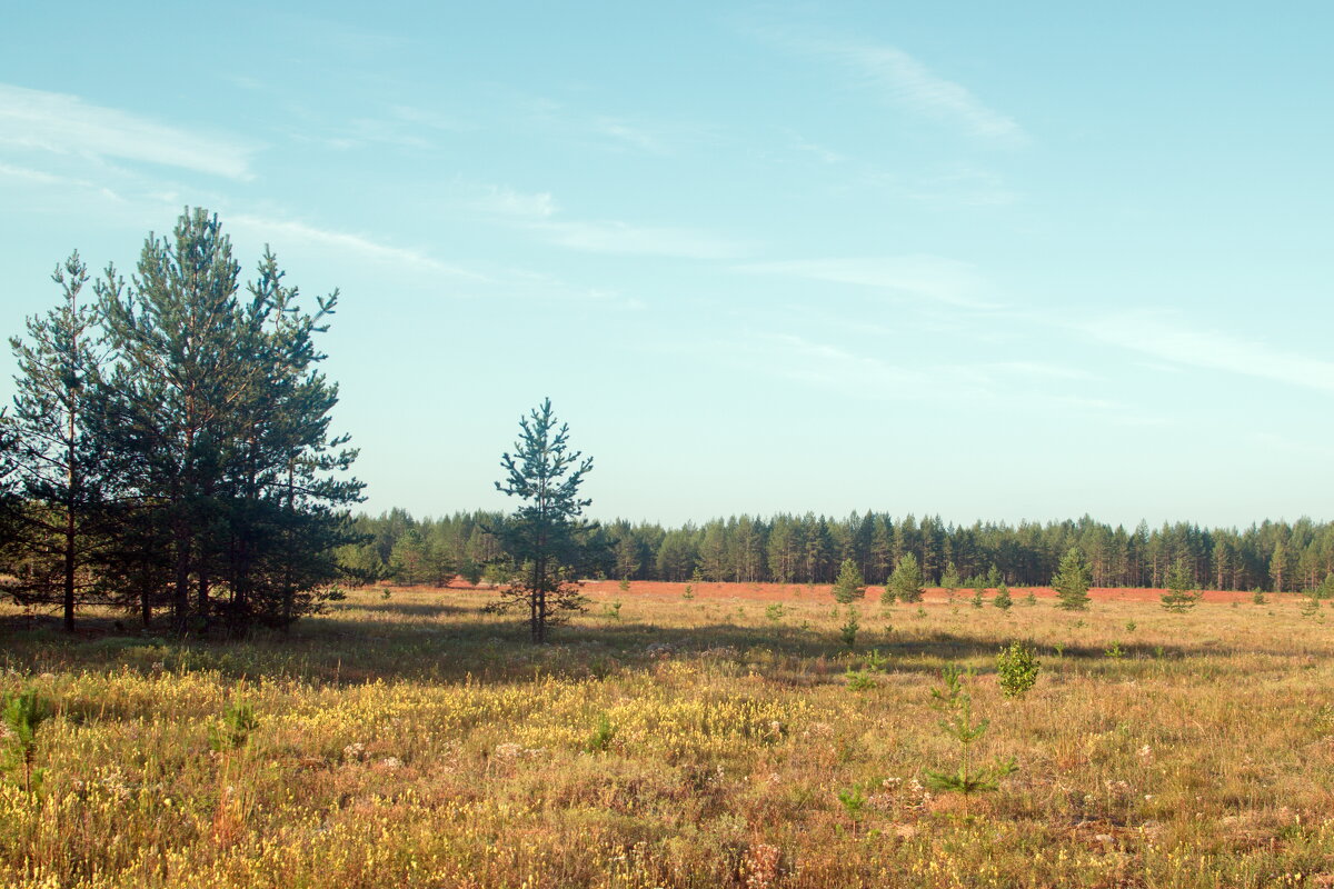 Золотое поле. - ВикТор Быстров Золотое поле. - ВикТор Быстров