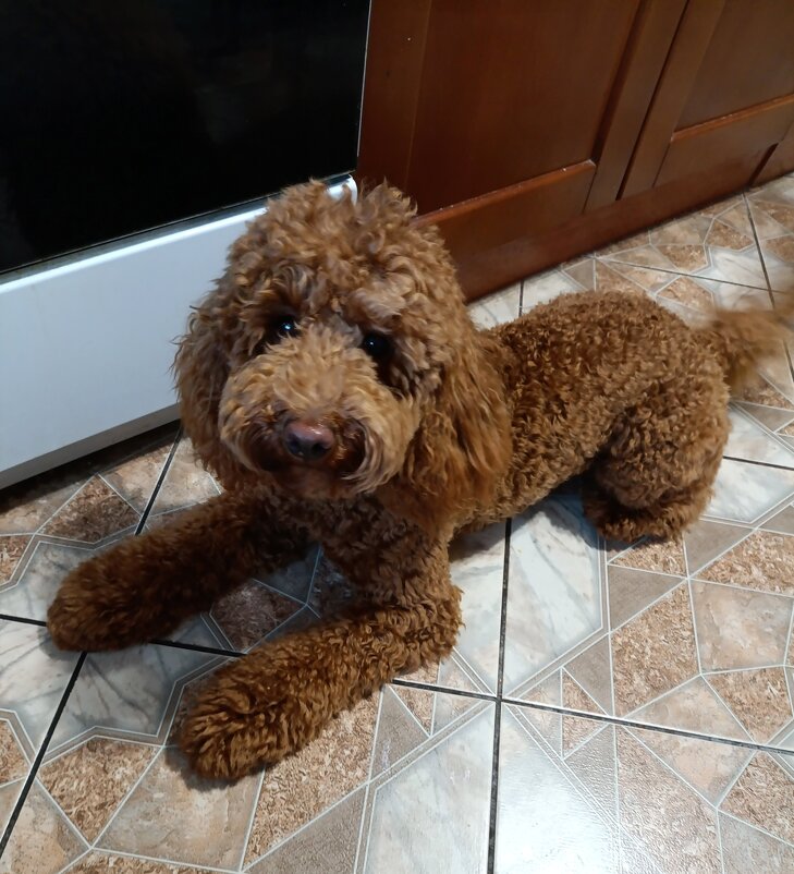 Филя растёт. - Ирина ***