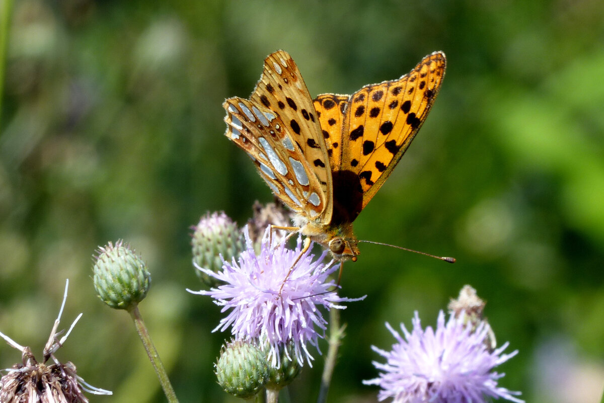 опять про бабочек...145 - Александр Прокудин