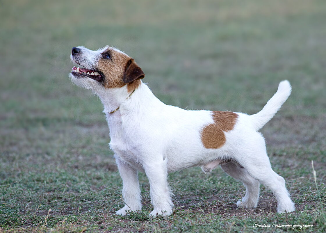 Джек-рассел-терьер. - Светлана Ищенко Джек-рассел-терьер. - Светлана Ищенко