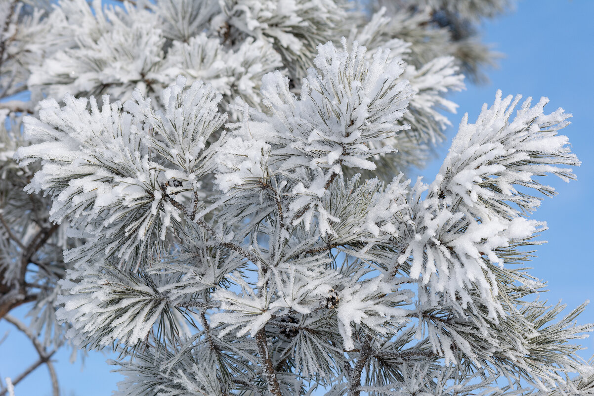 Пушистая зима - Виктор Иванович Чернюк