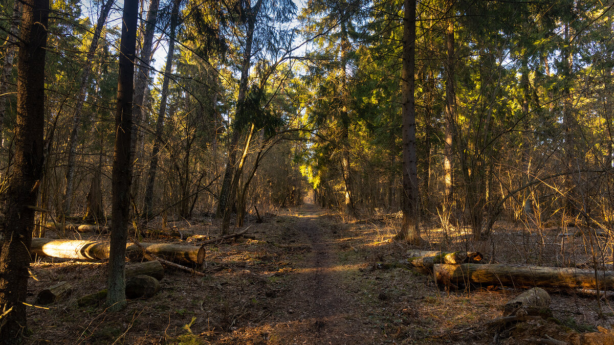 Весенний лес - Владимир Лазарев Весенний лес - Владимир Лазарев